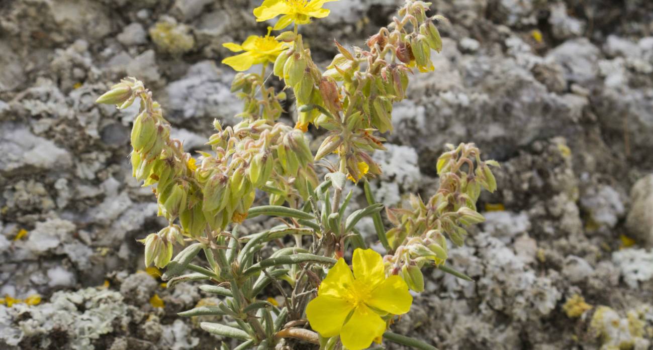 Ejemplar de romerillo (Helianthemum syriacum). / CSIC