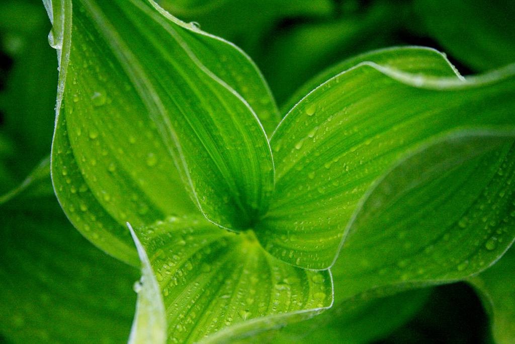 Las plantas también reciclan