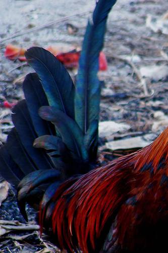 Las plumas de gallo, el mejor anzuelo de pesca