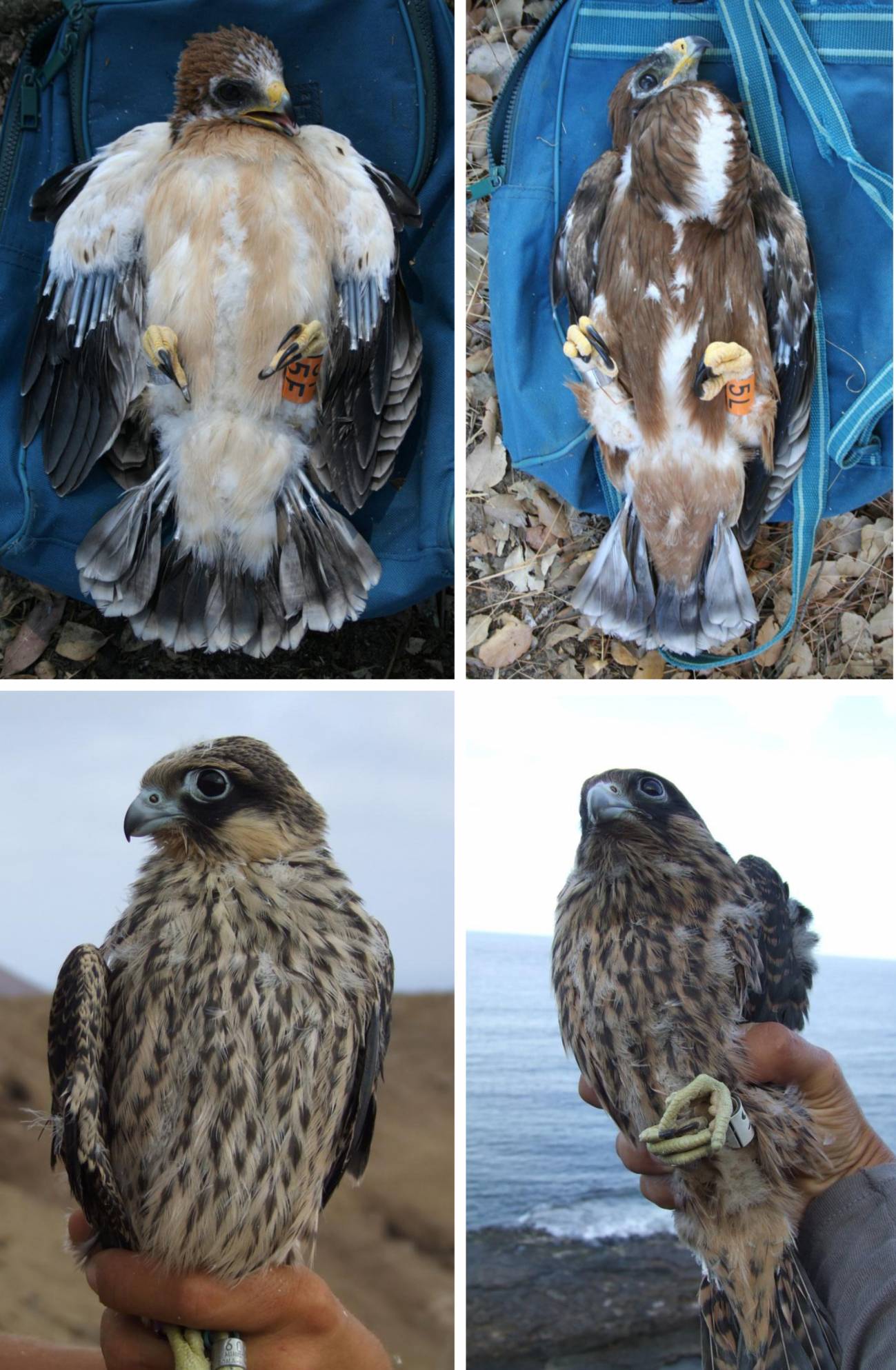Las plumas más claras  favorecen a dos especies de aves rapaces