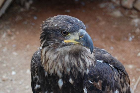 Las poblaciones de águila imperial se han multiplicado por seis en España