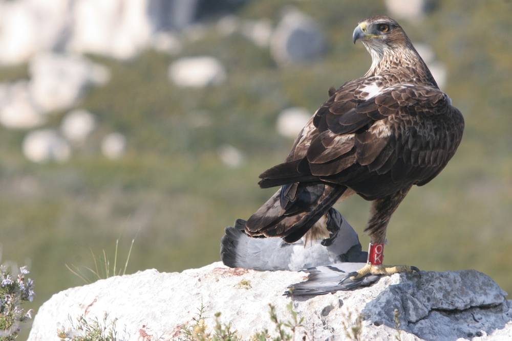 Las poblaciones de águila perdicera del norte de la península ibérica son las más amenazadas