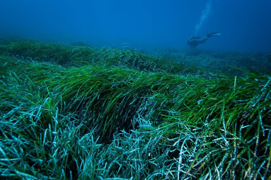 Posidonia oceánica