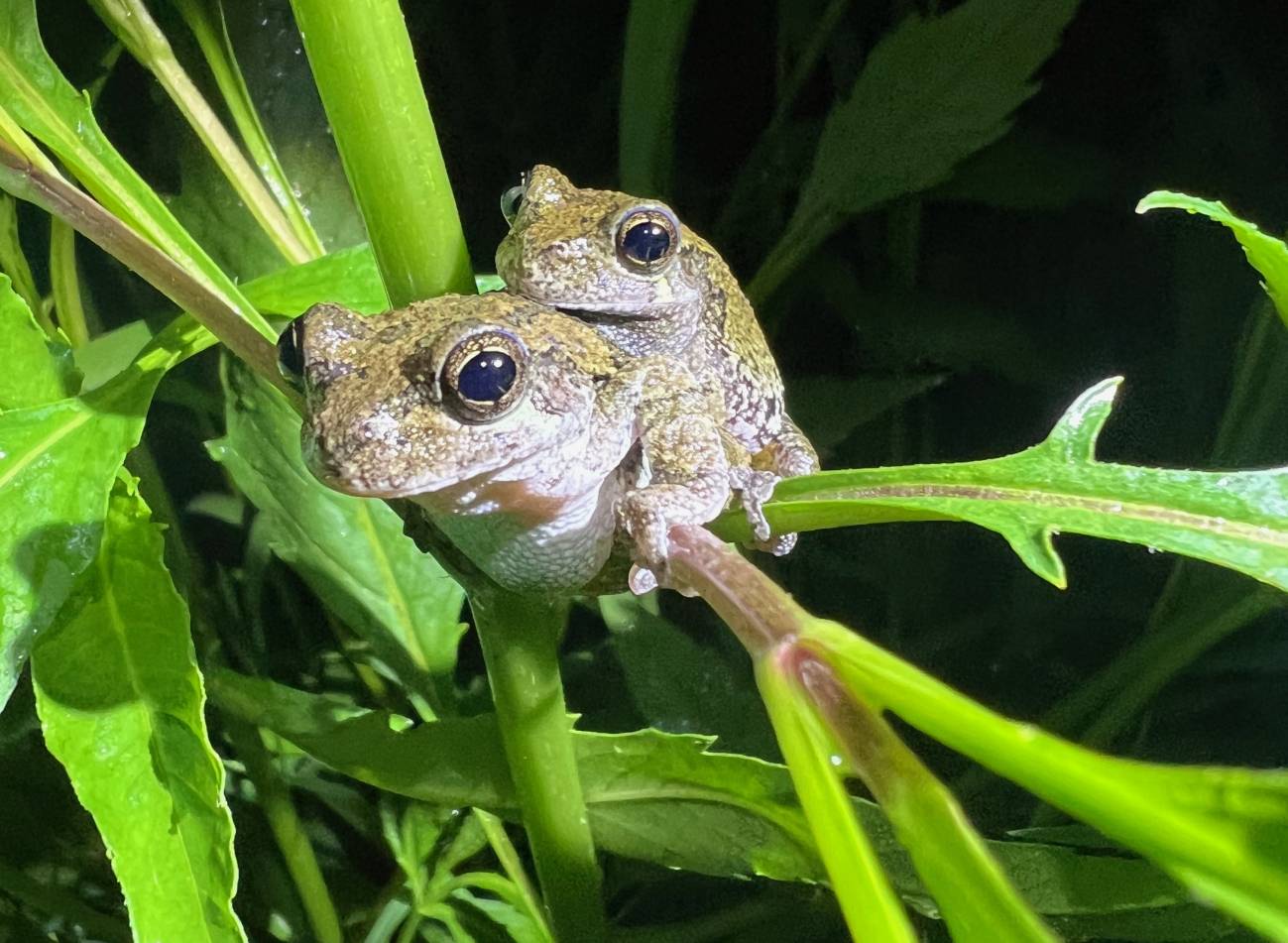 Ranas arbóreas grises de Cope en amplexo