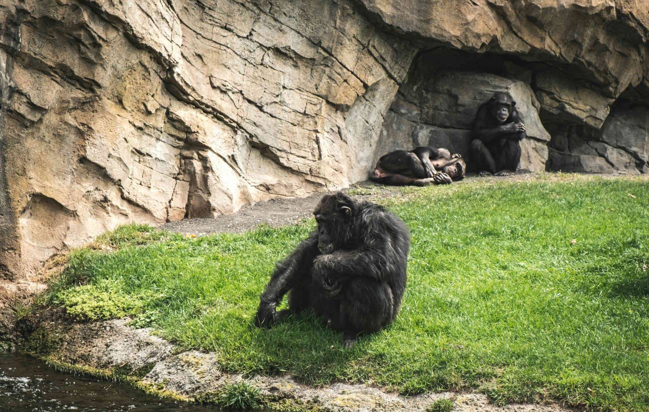 Pareja de primates no humanos 