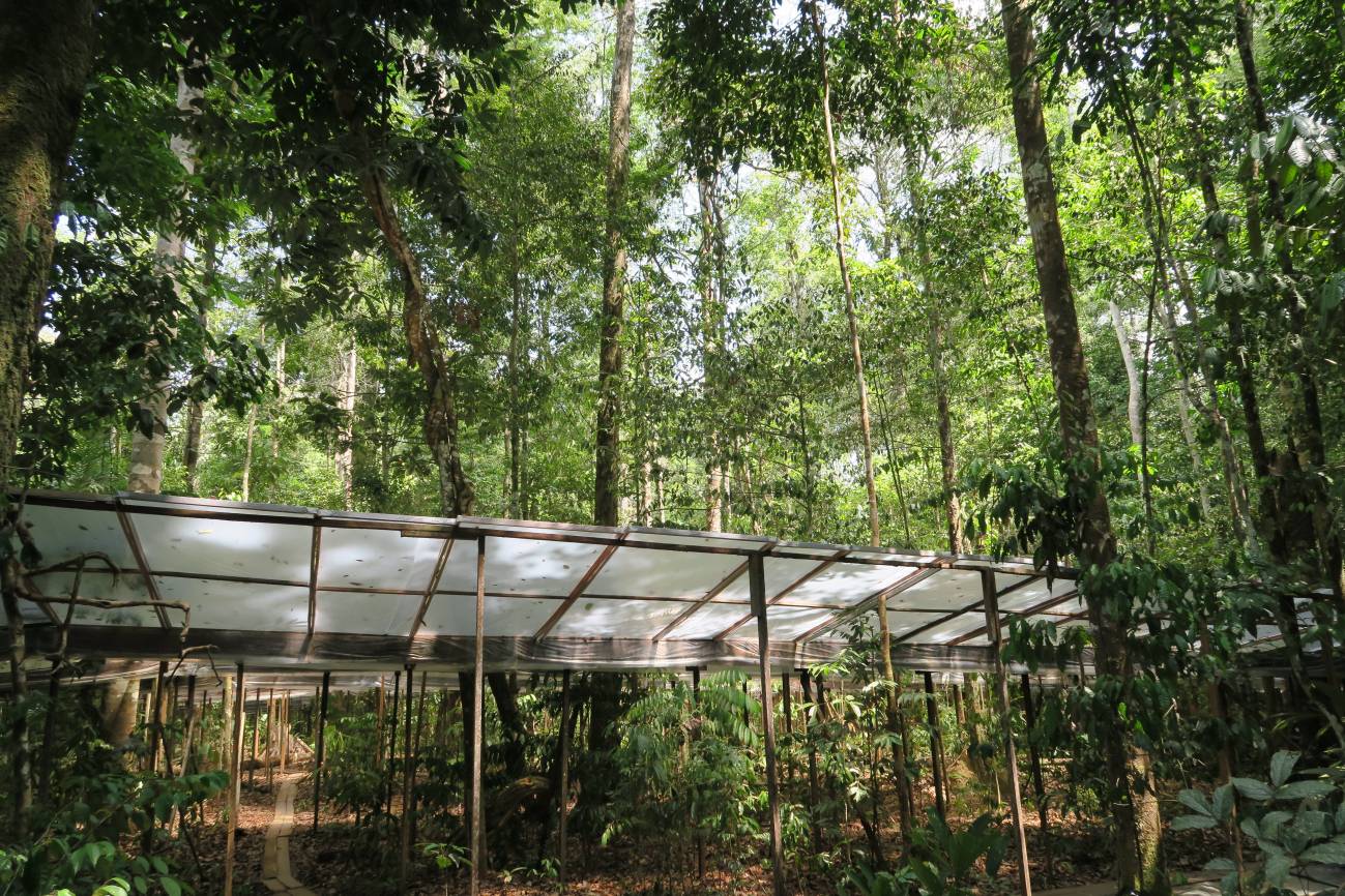 Imagen del experimento de la selva