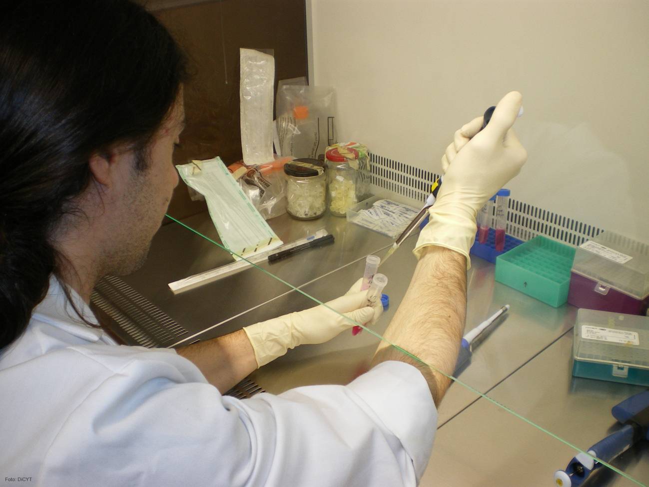 Las setas comestibles tienen propiedades antiinflamatorias