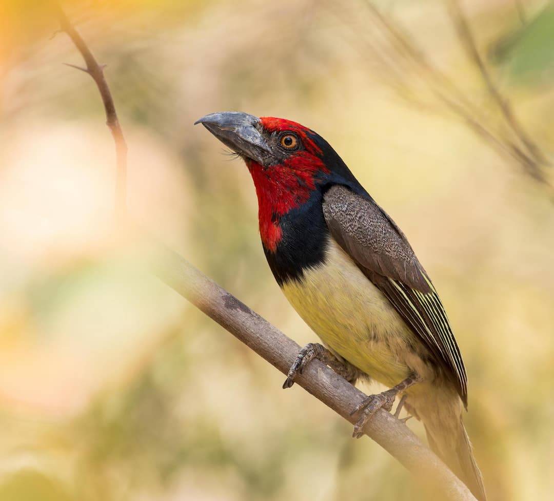 Imagen de un barbudo acollarado (Lybius torquatus)
