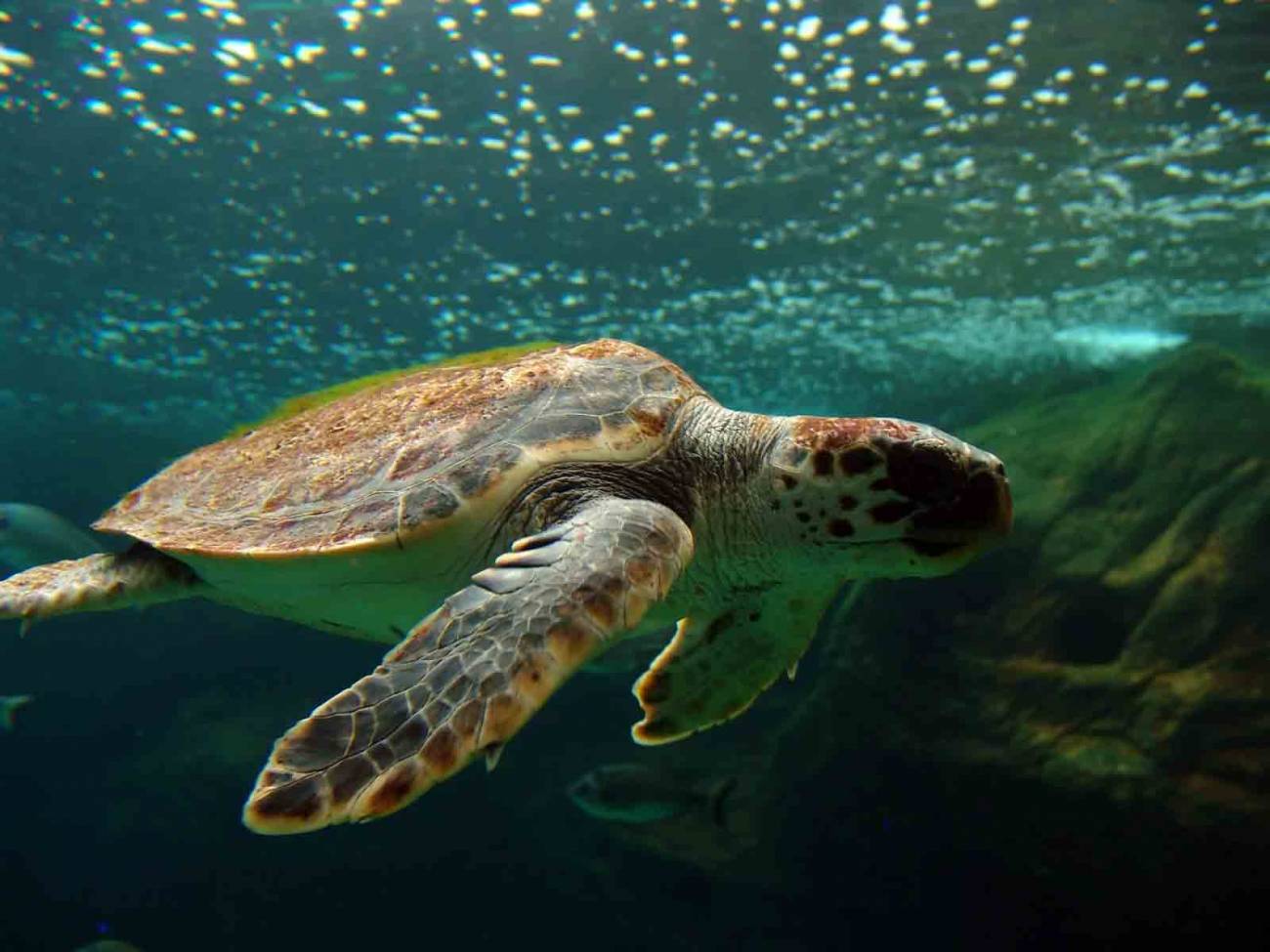Las tortugas boba son fieles a las características del agua del Mediterráneo occidental