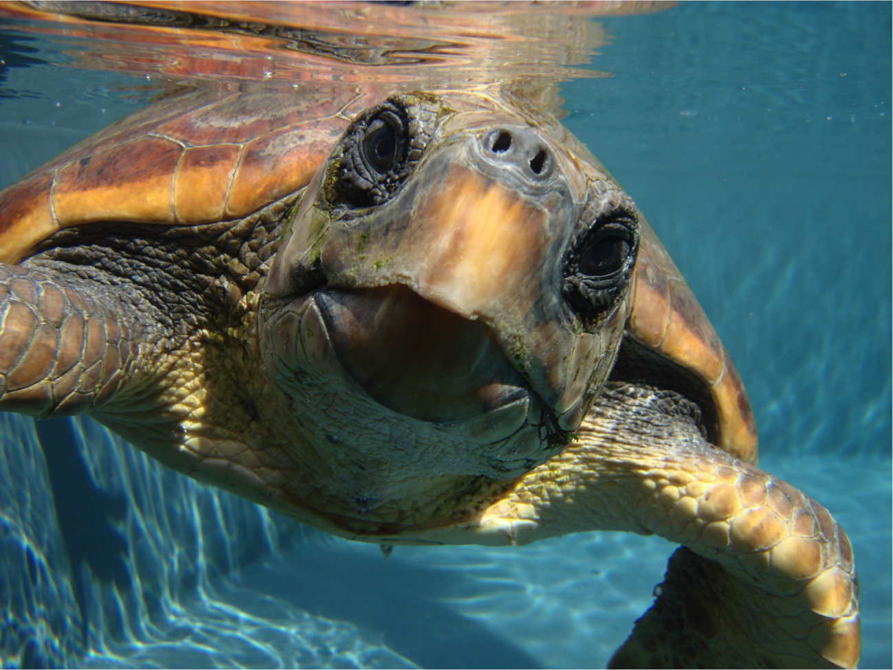 Las tortugas bobas del Atlántico están menos contaminadas que las del Mediterráneo