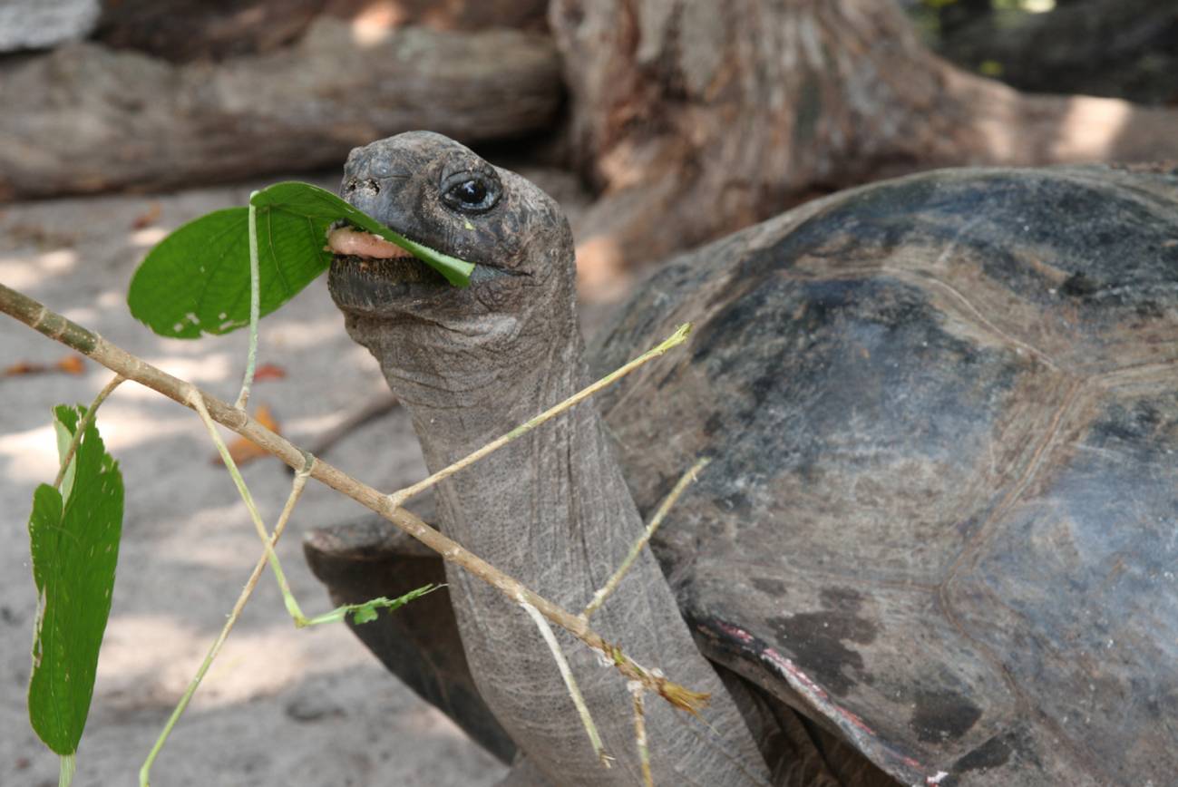 Tortuga gigante