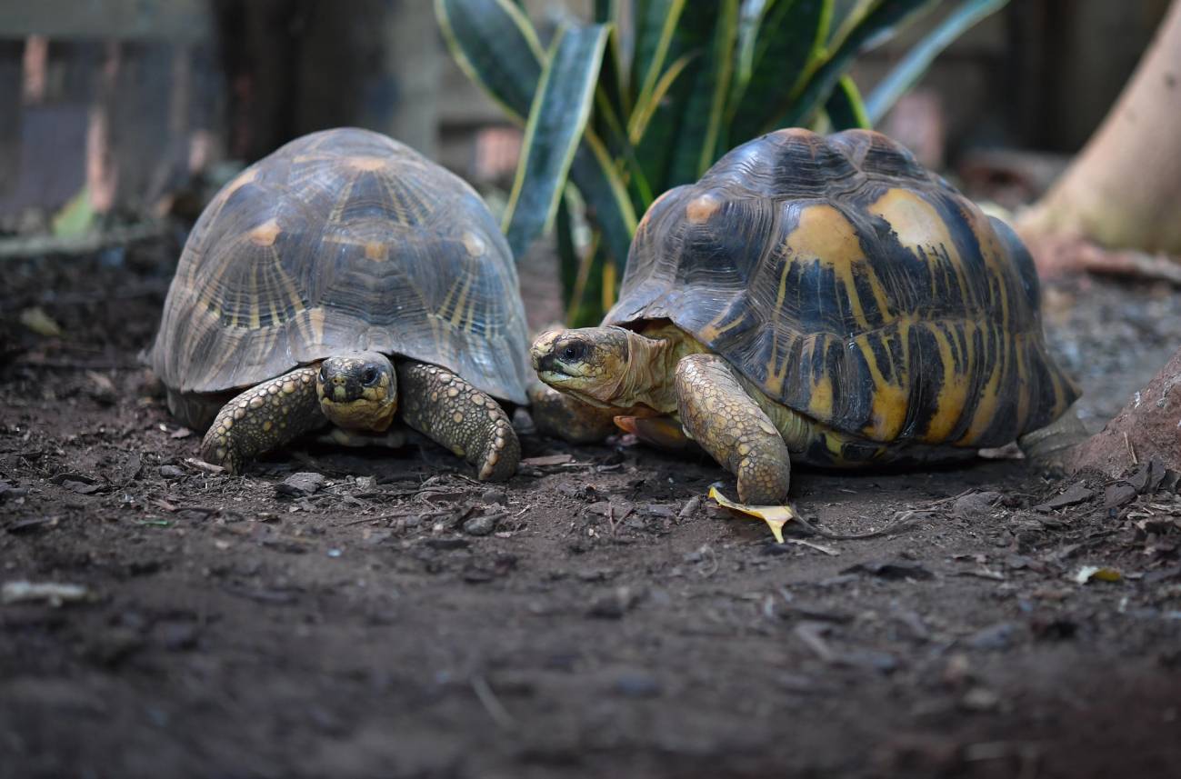 Las tortugas, un modelo para estudiar el envejecimiento y prevenir el cáncer