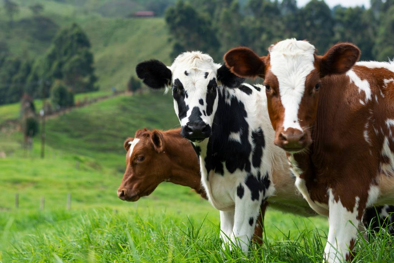 Las vacas son capaces de reconocer el rostro y la voz de seres humanos familiares para ellas