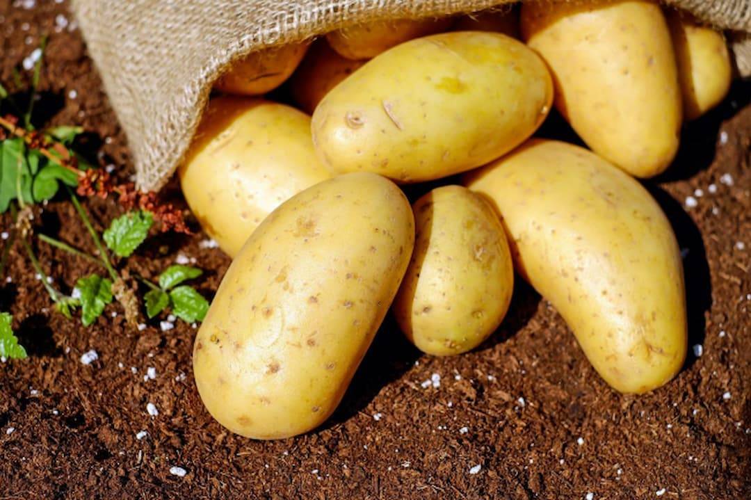 Las variedades de patata europea se han adaptado a los días más fríos y cortos del continente