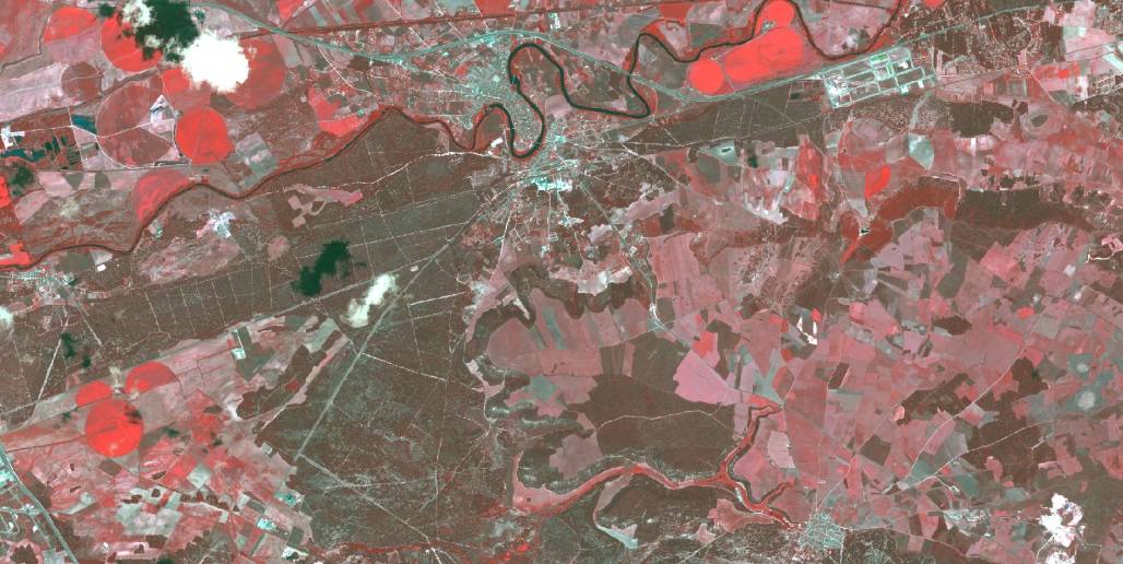 Láser, satélites y algoritmos para distinguir especies de pinos