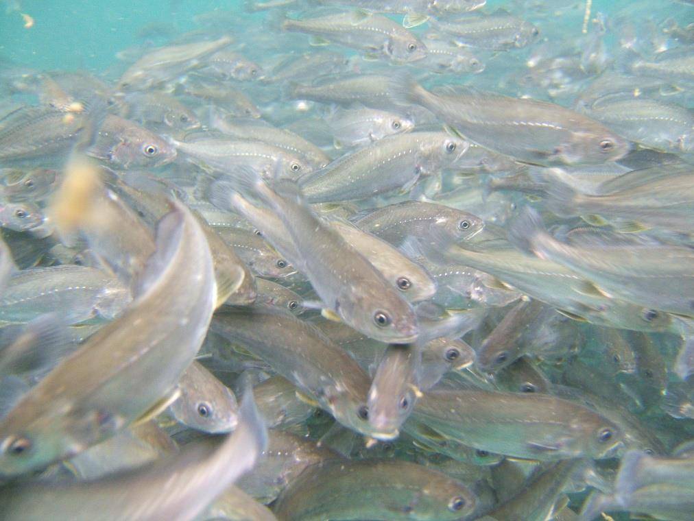 Alevines de corvina