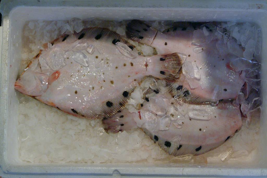 Limitan el desembarco de pez gallo a 2.500 kg por marea y buque