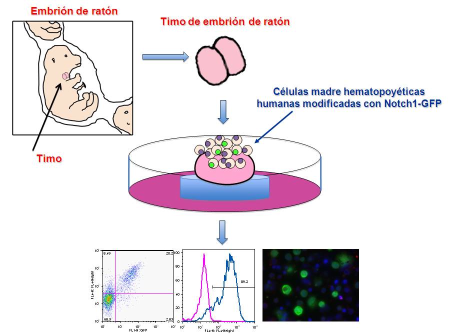 Linfocitos T y leucemias: una misma forma de multiplicarse