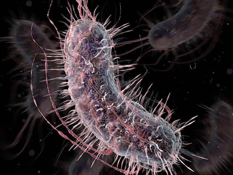 Logran diseñar una bacteria con un genoma reducido