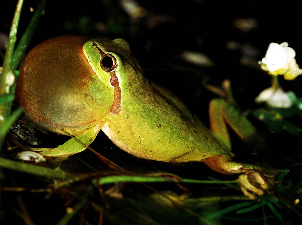 Los anfibios podrían hacer frente al cambio climático por la amplitud térmica de su canto