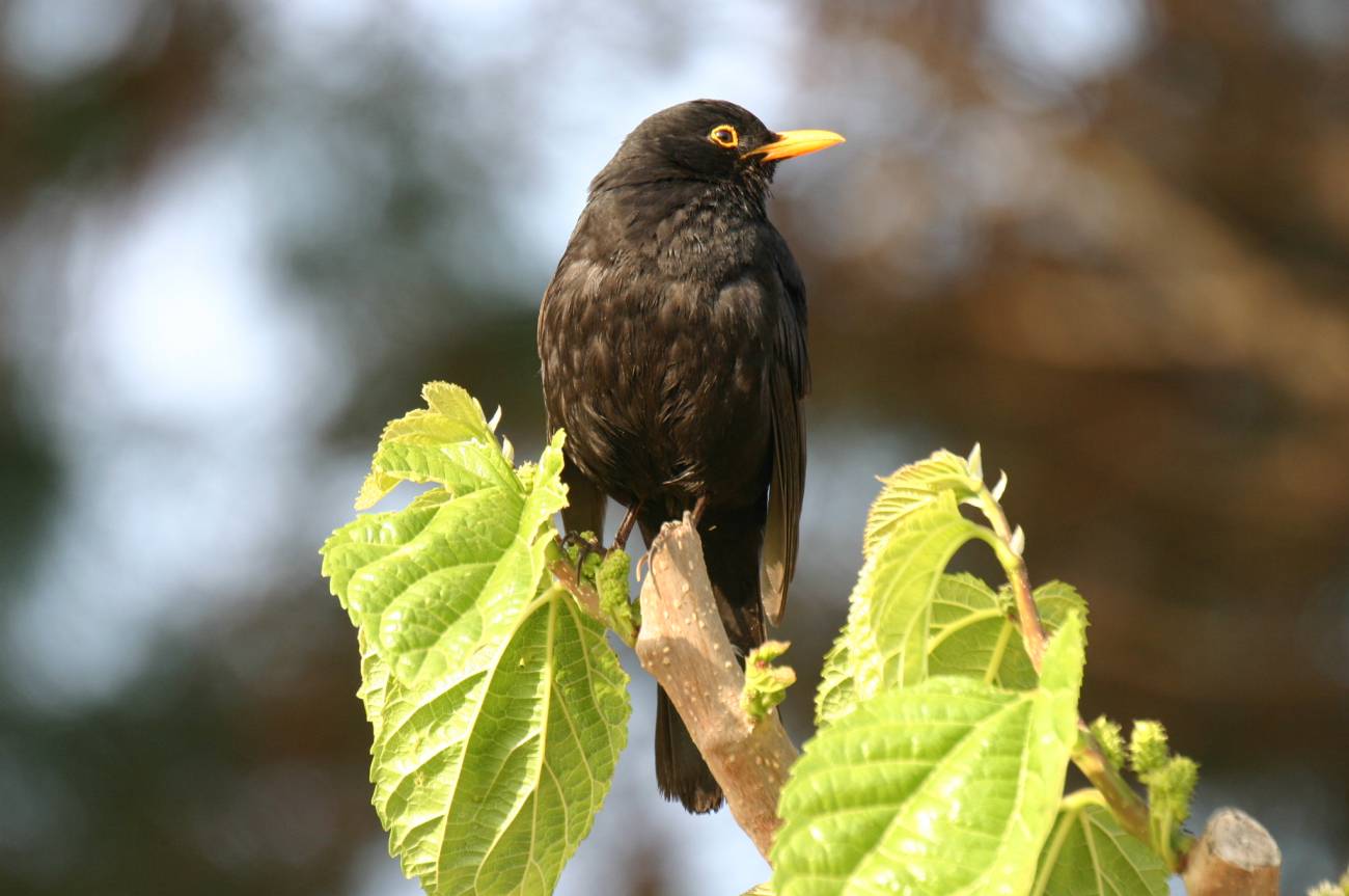 Turdus merula