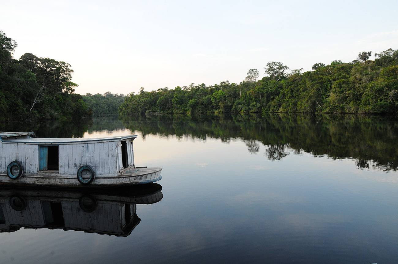 Los árboles del Amazonas meridional y occidental están en mayor riesgo de mortalidad por sequía  