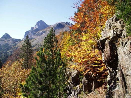 Los árboles que dispersan sus semillas por el viento están más amenazados por la deforestación en España