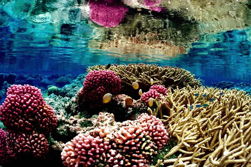 Los arrecifes de coral reducen a la mitad los daños de las inundaciones
