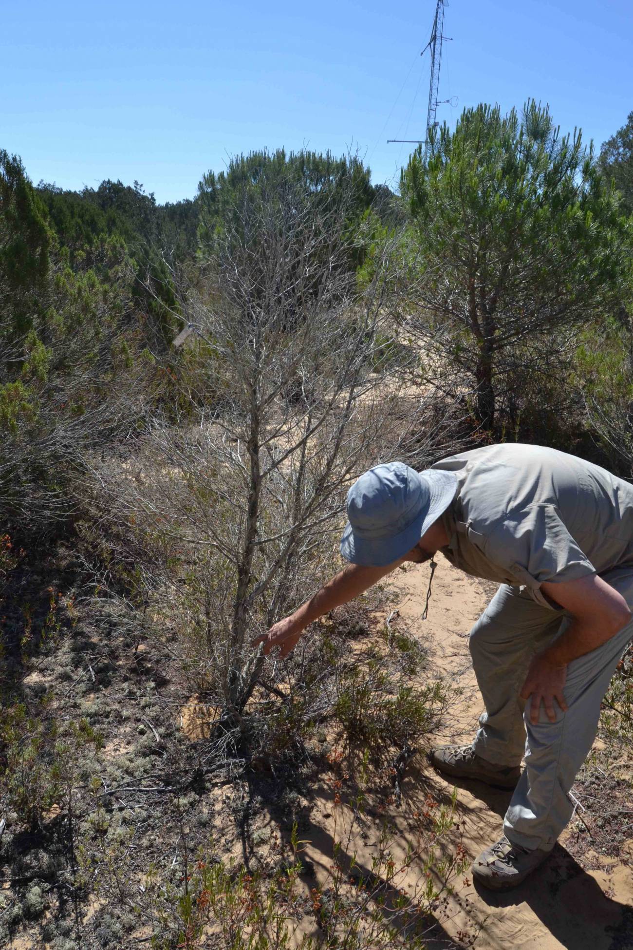 El investigador Ignacio Pérez Ramos durante la recogida de muestras / Fundación Descubre