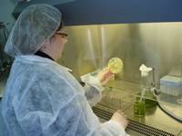 Los azúcares de las microalgas pueden reforzar el sistema inmune