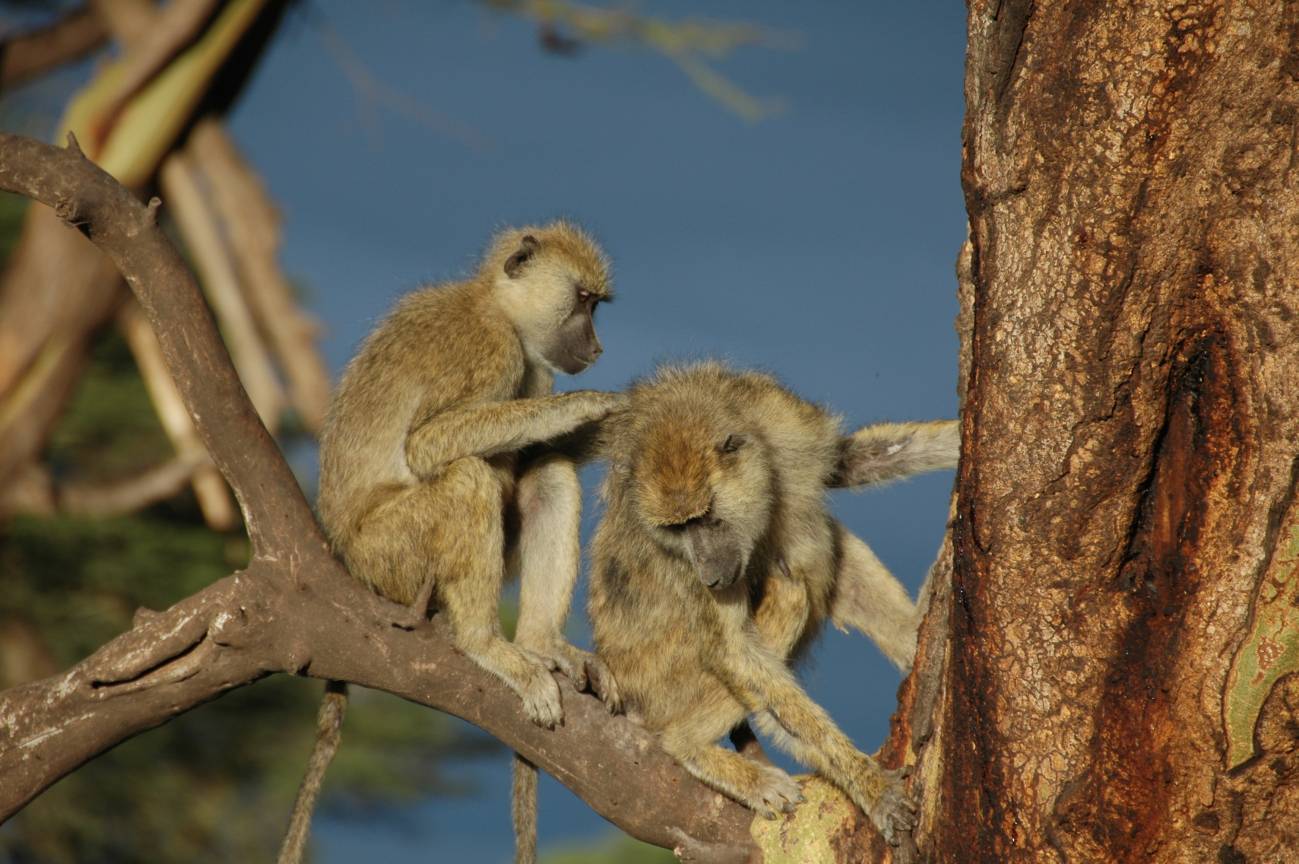 Babuinos