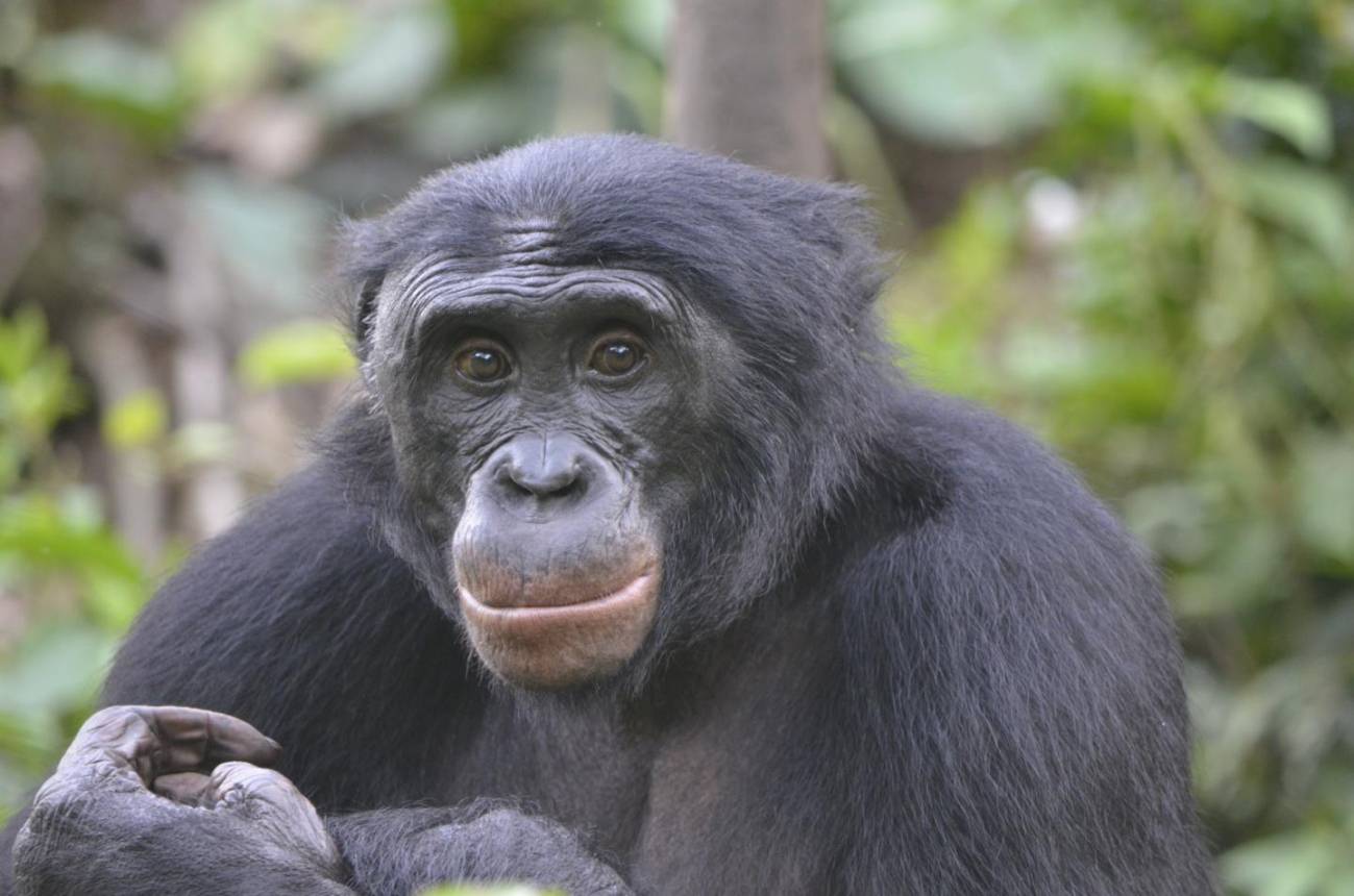 Los bonobos prefieren a un imbécil antes que a un buenazo