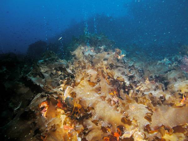 Los bosques de algas kelp sustituyen a los corales en el Mediterráneo