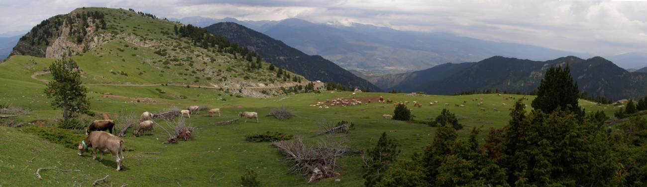 Los bosques de los Pirineos se expanden por el abandono de la ganadería