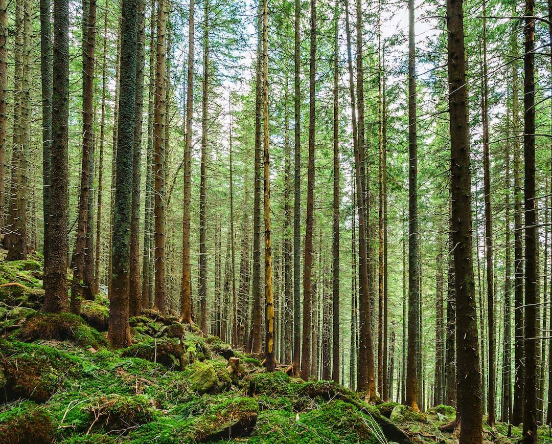 Los bosques europeos están perdiendo la capacidad de absorber carbono
