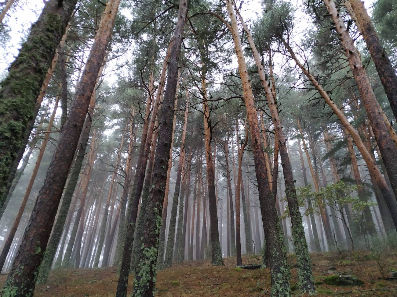 Bosque mediterráneo