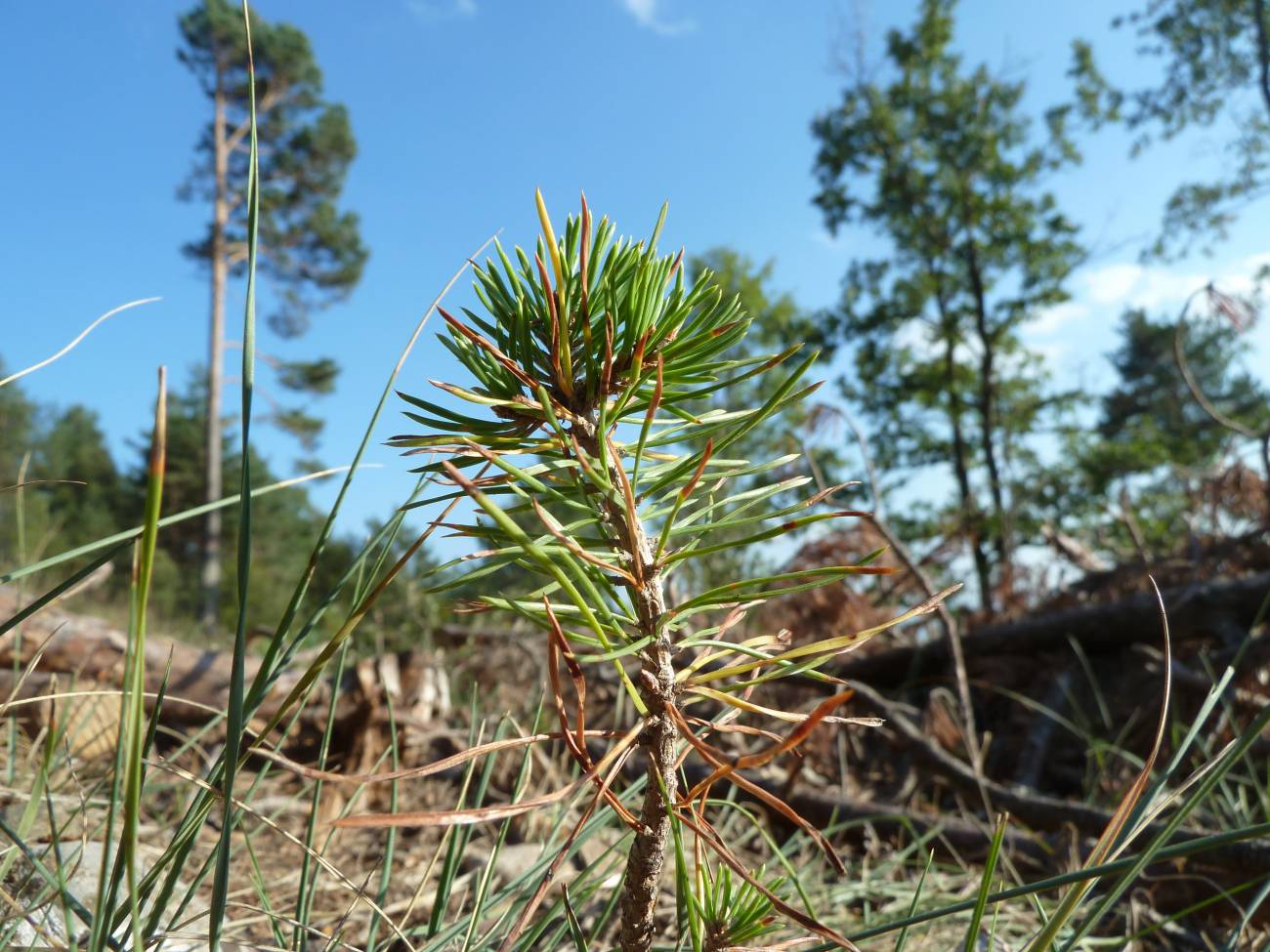 Los bosques mixtos o de especies no nativas resisten mejor a las amenazas