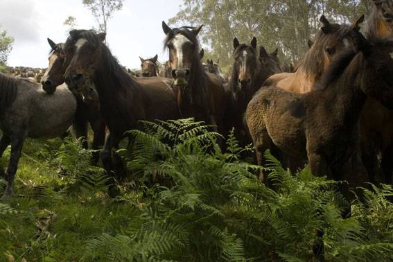 Los caballos ibéricos salvajes del Neolítico contribuyeron al origen de los actuales