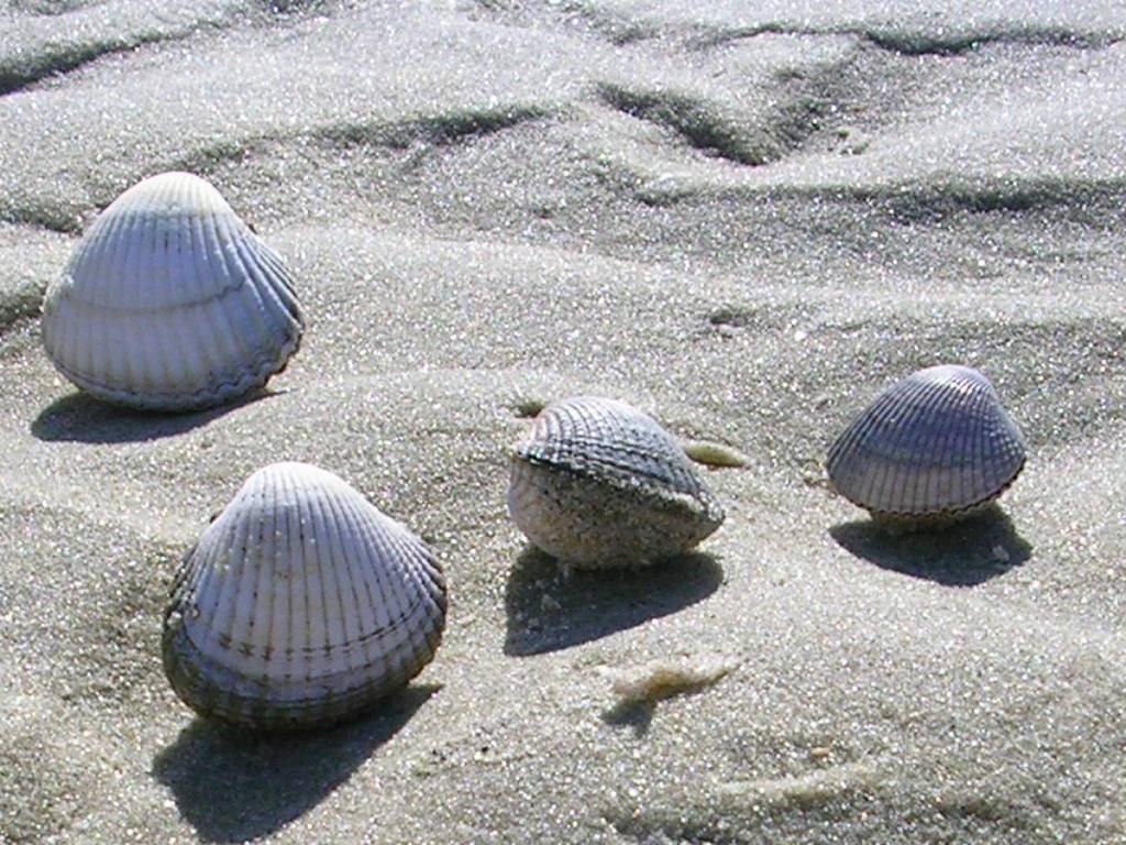 Los cánceres contagiosos se propagan entre especies de moluscos