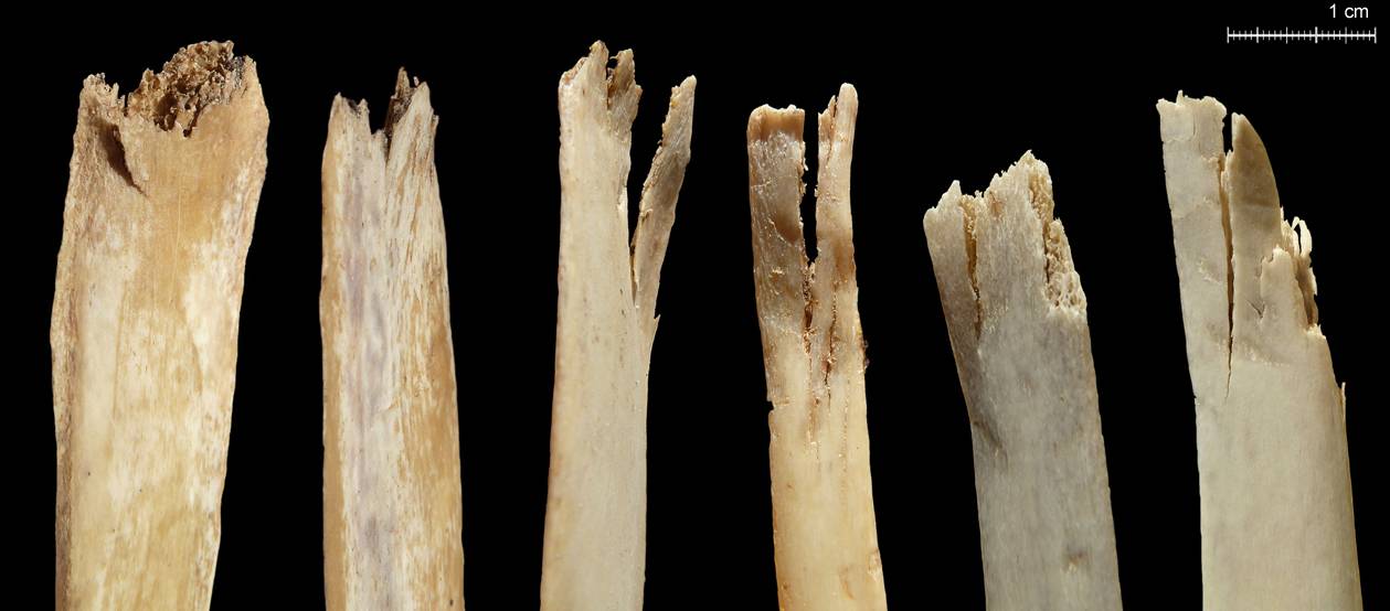Los carnívoros son una pieza clave para interpretar los yacimientos prehistóricos