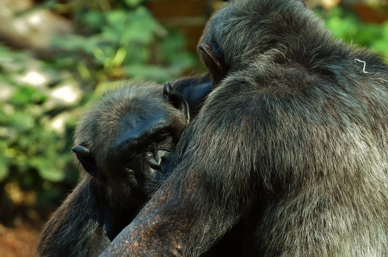 chimpancés