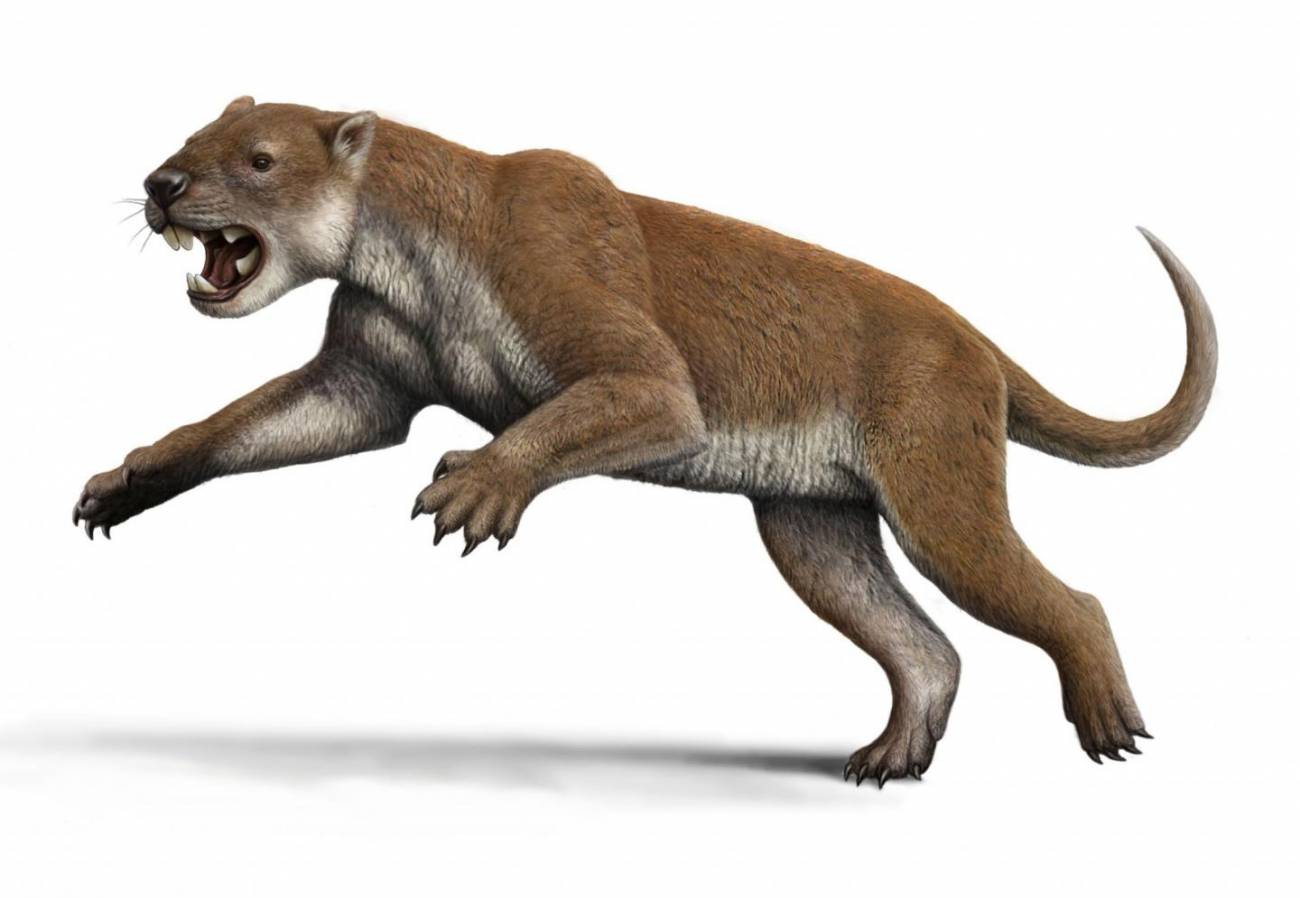 Los codos del león marsupial le hicieron un cazador mortífero