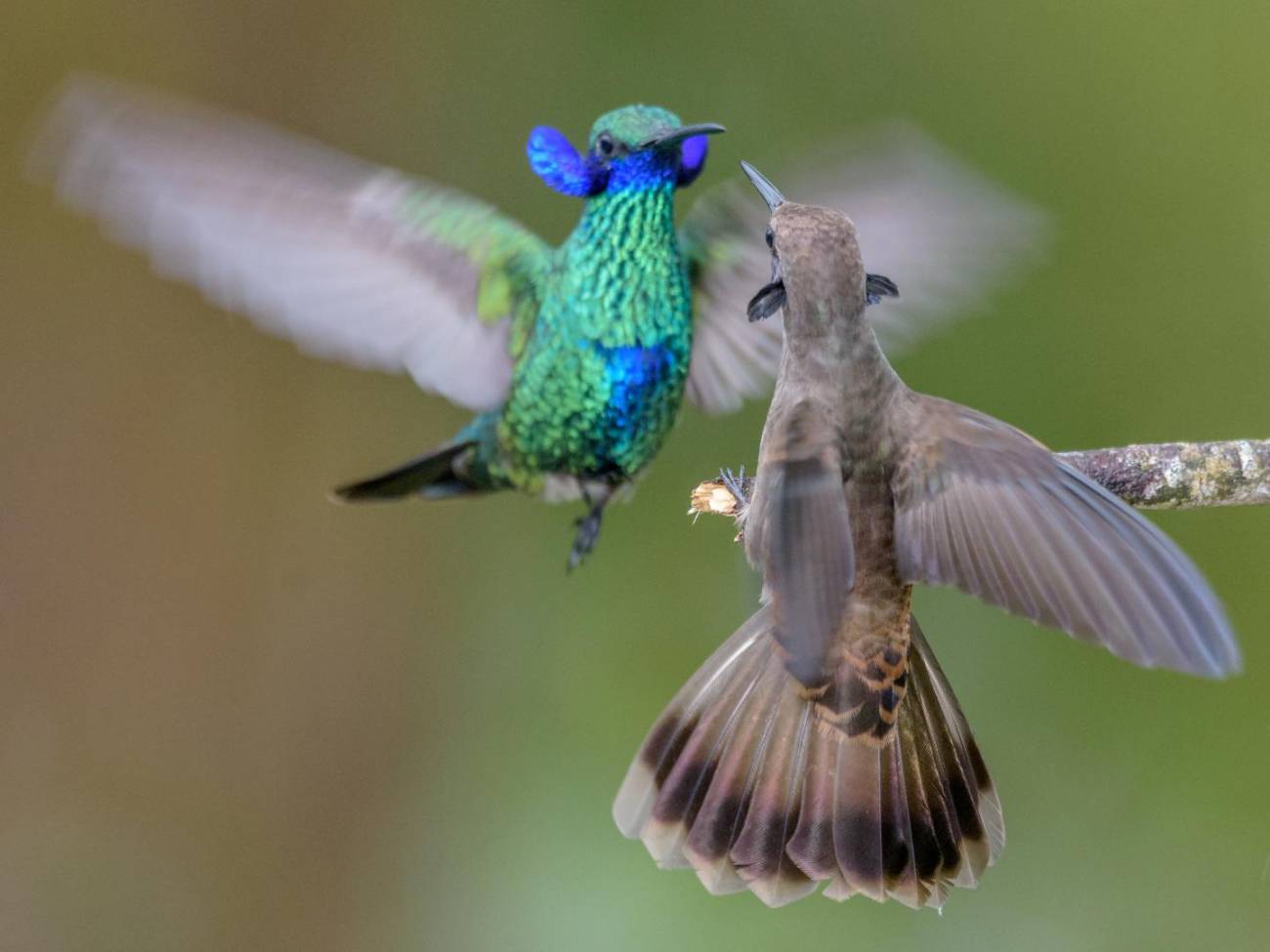 Los colibríes macho prefieren el combate a la comida