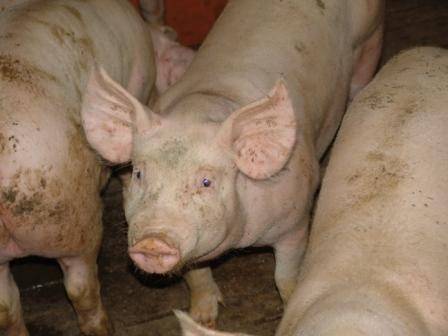 Los consumidores de zonas rurales detectan más que los de ciudad el olor de la carne de cerdos no castrados 