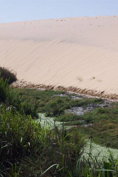 Los contaminantes de la agricultura podrían afectar al parque de Doñana a través de las aguas subterráneas