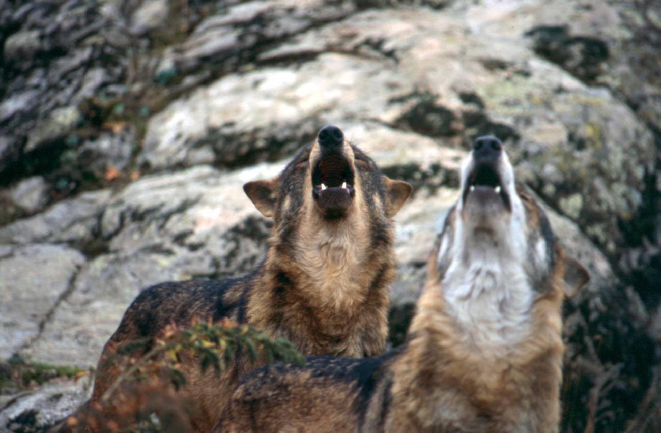 Los coros de aullidos revelan si hay lobeznos en la manada