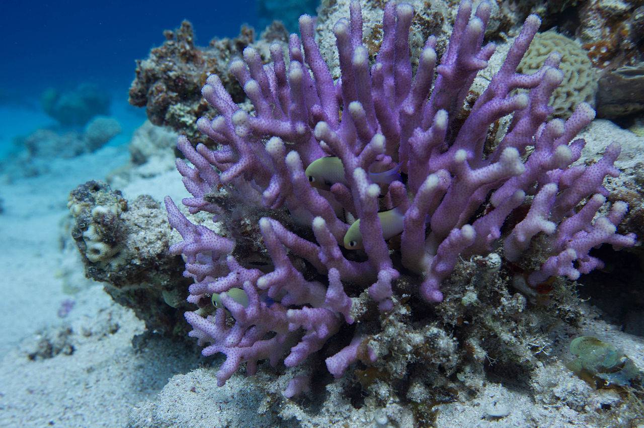 Los cristales del esqueleto de coral registran la acidificación de los océanos