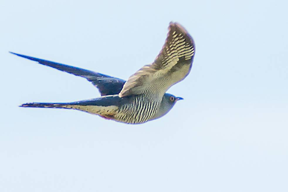 Cuco en vuelo adulto, 'Cuculus canorus'. / Eusebio Cruz. 