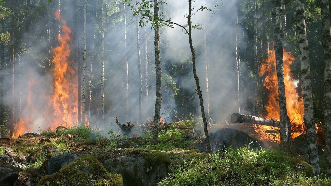 bosque ardiendo