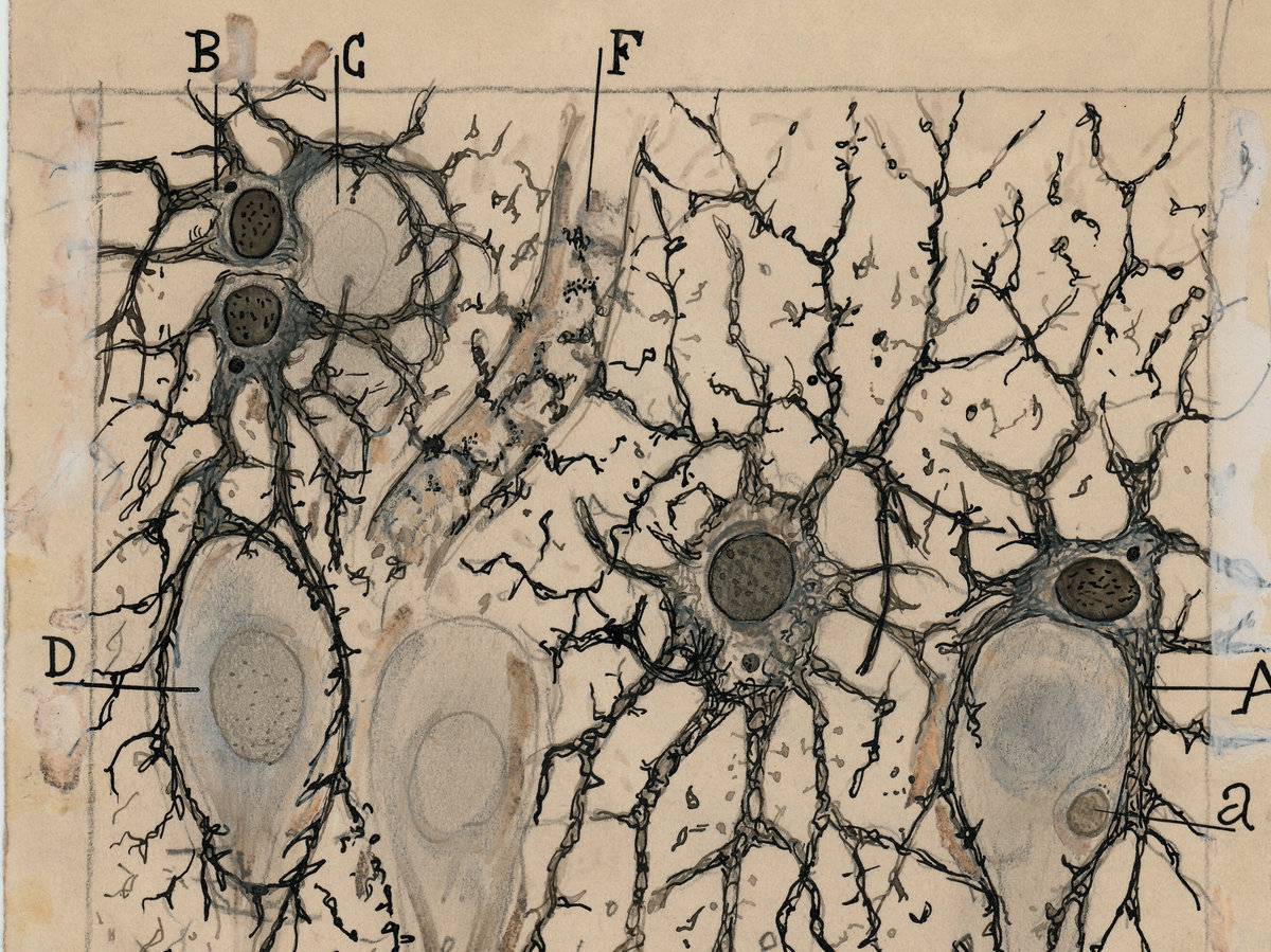 Los dibujos de Cajal, de gira por Norteamérica